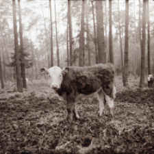 [Fotografie żubroni w Jeziorach Wielkich PGR Łęczno]