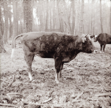 [Fotografie żubroni w Jeziorach Wielkich PGR Łęczno]