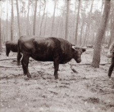 [Fotografie żubroni w Jeziorach Wielkich PGR Łęczno]