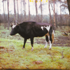 [Fotografie żubroni w Jeziorach Wielkich PGR Łęczno]