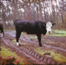 [Fotografie żubroni w Jeziorach Wielkich PGR Łęczno]