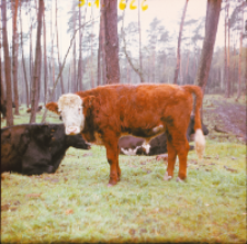 [Fotografie żubroni w Jeziorach Wielkich PGR Łęczno]