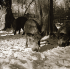 [Mieszańce dzika i świni w zagrodzie]