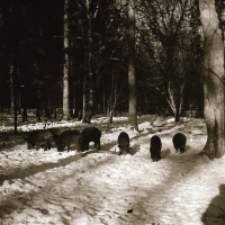 [Mieszańce dzika i świni w zagrodzie]