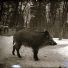 [Pik i Kwiki na terenie Zakładu (3)]