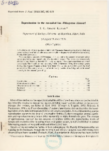 Reproduction in the rat-tailed bat Rhinopoma kinneari