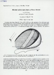 Bilocular epipharyngeal bursa in Diceros bicornis