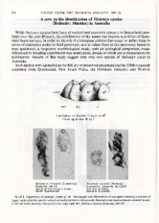 A note on the identification of Melomys species (Rodentia: Muridae) in Australia