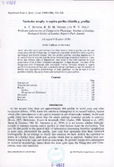 Testicular atrophy in captive gorillas (Gorilla g. gorilla)