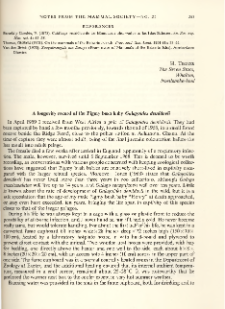 A longevity record of the pigmy bush baby Galagoides demidovii