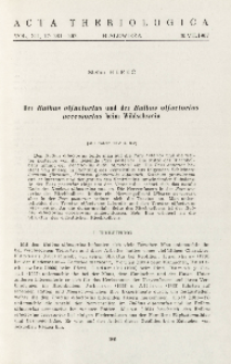 Der Bulbus olfactorius und der Bulbus olfactorius accessorius beim Wildschwein