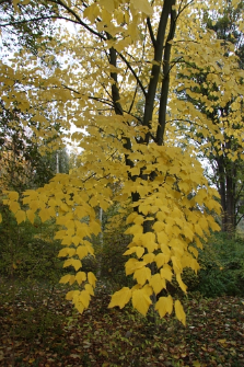 Acer pensylvanicum L.
