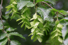 Carpinus orientalis Mill.