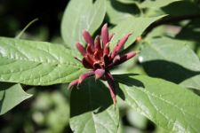 Calycanthus fertilis Walt.