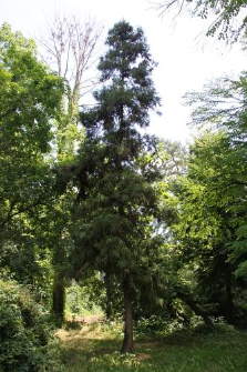 Cryptomeria japonica (Thunb. ex L.f.) D.Don