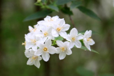 Deutzia discolor Hemsl.