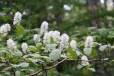 Fothergilla major Lodd.