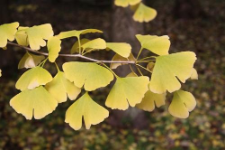 Ginkgo biloba L.