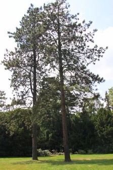 Pinus ponderosa Douglas ex C.Lawson