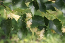 Tilia cordata Mill.