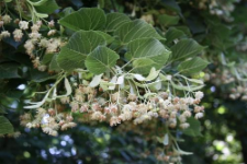 Tilia platyphyllos Scop.