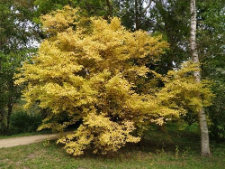 Cornus sanguinea L.