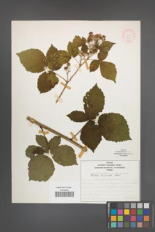 Rubus kuleszae [KOR 51965]