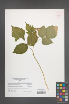 Rubus kuleszae [KOR 46190a]