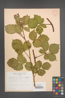 Rubus koehleri [KOR 31236]