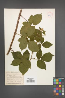 Rubus koehleri [KOR 40502]