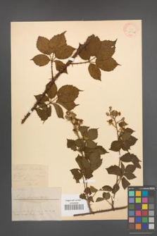 Rubus koehleri [KOR 18499a]