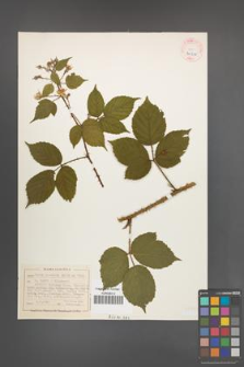 Rubus koehleri [KOR 40518]