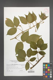 Rubus koehleri [KOR 42365]