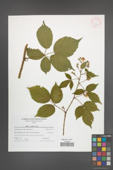 Rubus koehleri [KOR 42188]