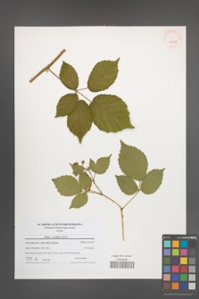 Rubus koehlerii [koehleri] [KOR 40649]