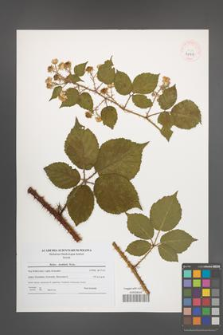 Rubus koehlerii [koehleri] [KOR 40717]