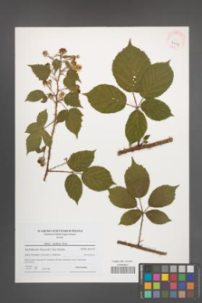 Rubus koehlerii [koehleri] [KOR 41014]