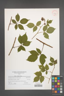 Rubus koehlerii [koehleri] [KOR 40606]