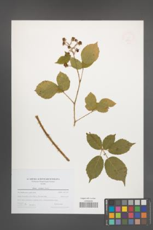 Rubus koehleri [KOR 49198]