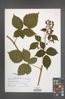 Rubus kuleszae [KOR 40813]
