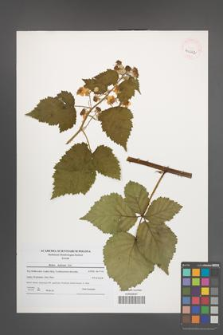 Rubus kuleszae [KOR 40662]