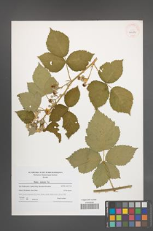 Rubus kuleszae [KOR 40654]