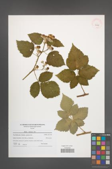 Rubus kuleszae [KOR 40658]