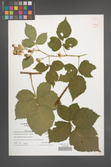 Rubus kuleszae [KOR 40867]