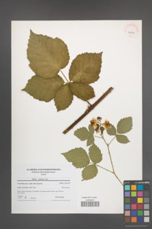 Rubus kuleszae [KOR 40655]