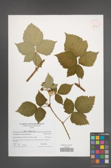 Rubus kuleszae [KOR 40657]