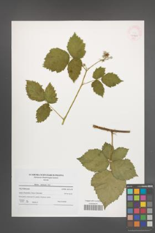 Rubus kuleszae [KOR 45993]