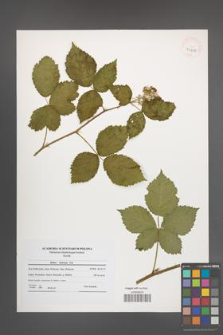 Rubus kuleszae [KOR 41208]