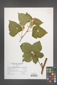 Rubus kuleszae [KOR 41201]