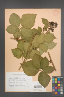 Rubus kuleszae [KOR 30482]
